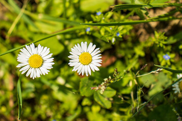 Close-up of two blooming daisies in green grass on a sunny day. Spring nature, freshness and ecology. High quality macro photography of flowers in a meadow.