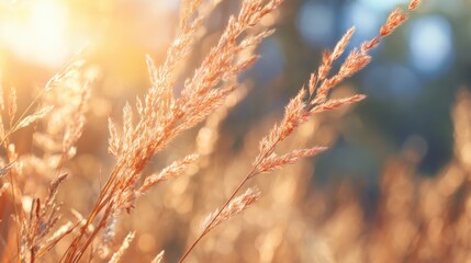Sunlight shining through golden grass in a field during evening hours