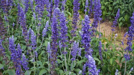Lavender flowers. Lavender purple lavender filed.