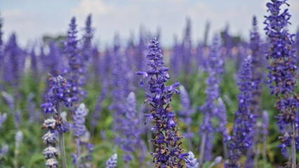 Fototapeta premium Lavender flowers. Lavender purple lavender filed.