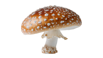 Isolated shot of a colorful mushroom with a dotted cap and a white stem, against black