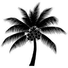 Silhouette of a palm tree