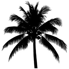 Silhouette of a palm tree
