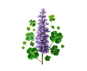 Close-up of a purple flowering plant with surrounding four-leaf clovers, against black backdrop