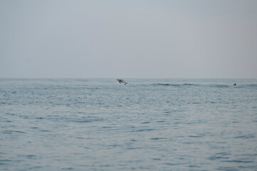 Obraz premium Mehrere Delfine springen aus dem ruhigen Meer, waehrend die Sonne am Horizont untergeht und Himmel sowie Wasser in warme Orange- und Goldtoene taucht. Die Silhouetten der Tiere vermitteln Freiheit, Be