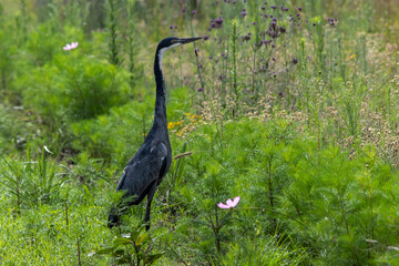 South African birds - black-headed heron hunting in the cosmos flowers on the Highveld