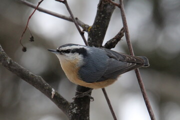 Red Breasted Nuthatch 