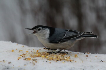 Singing White Breasted Nuthatch, Whitemud Park, Edmonton, Alberta