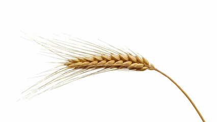 Single stalk of ripe golden wheat isolated on white background. © Lewos
