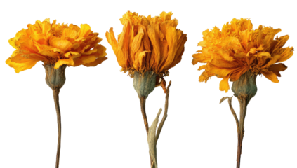 Three vibrant, dried marigold blooms, isolated on black, showing delicate textures and detail