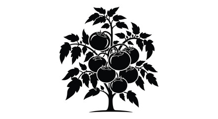 a detailed black and white illustration of a tomato plant with ripe fruit a striking silhouette © Pvect02