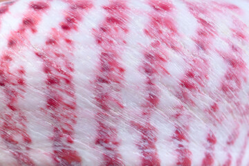 Natural pink-white shell pattern close-up, authentic organic texture backdrop.