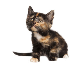 Adorable Tortoiseshell Kitten on White Background