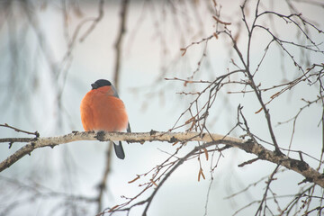 Male Bullfinch Perched on a Branch in Winter