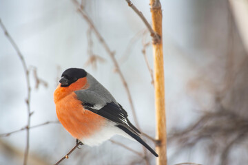 Male Bullfinch Perched on a Branch in Winter