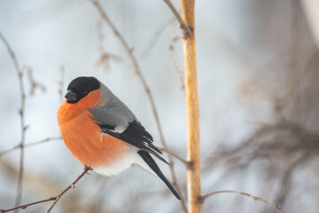 Male Bullfinch Perched on a Branch in Winter