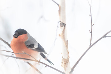Male Bullfinch Perched on a Branch in Winter