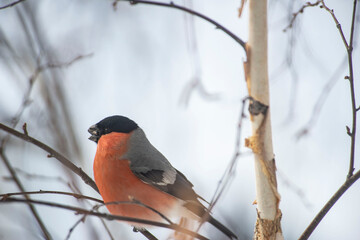 Male Bullfinch Perched on a Branch in Winter