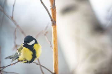Great Tit Bird Perched on a Branch