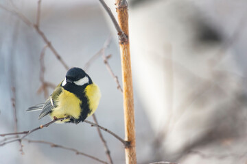 Great Tit Bird Perched on a Branch