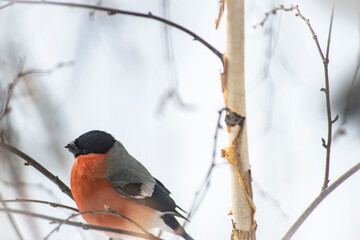Male Bullfinch Perched on a Branch in Winter