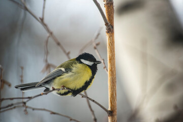 Great Tit Bird Perched on a Branch