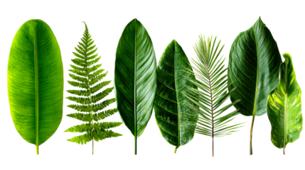 Collection of diverse green tropical leaves arranged in a row on a white background for natural and botanical themes in commercial use