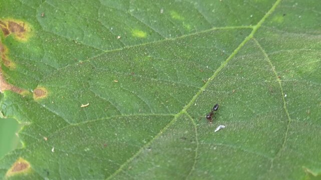 A small, dark-colored ant navigates the intricate network of veins on a vibrant green leaf, which shows some minor signs of yellowing and decay. The texture of the leaf is rough.