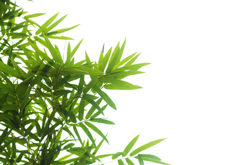 Bamboo leaves and branches isolated on transparent background