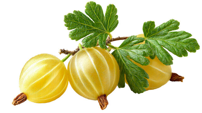 Fresh golden gooseberries with green leaves and stem on a light surface, perfect for healthy eating and natural ingredient concepts in food and beverage promotions - Powered by Adobe