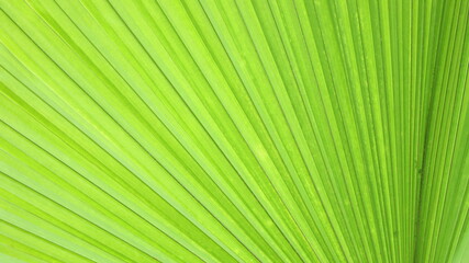 Close up palm leave textures. Detailed abstract background image of green palm leaves in nature with selective focus.