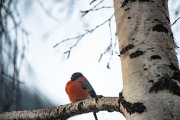 Male Bullfinch Perched on a Branch in Winter