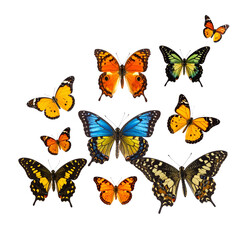 Set of colorful butterflies and flying insects in a beautiful nature vector illustration collection featuring vibrant wings and summer patterns isolated on white