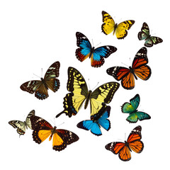 Fototapeta premium Set of colorful butterflies and flying insects in a beautiful nature vector illustration collection featuring vibrant wings and summer patterns isolated on white