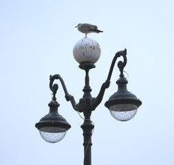 A seagull is sitting on a streetlight