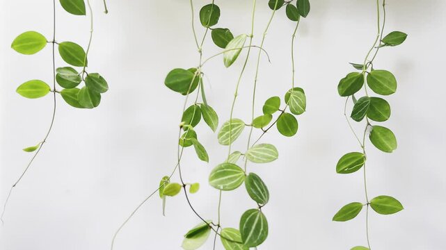 Close up moving Watermelon Dischidia or Dischidia ovata Benth over white background.