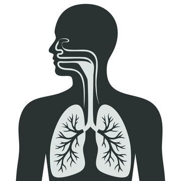 Human silhouette with inflamed respiratory system lungs showing diseases like asthma and bronchitis vector illustration medical concept health awareness design