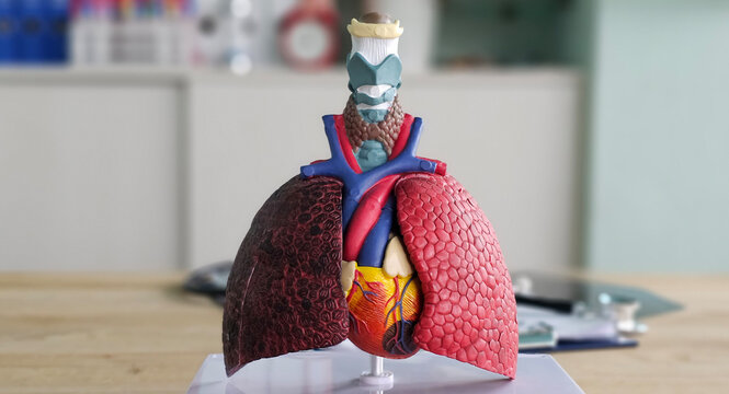 Detailed anatomical model of human lungs and heart displayed