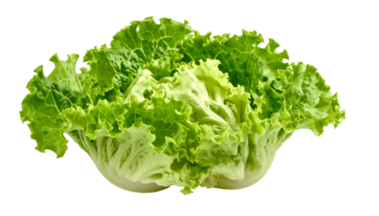 Lush green lettuce head with ruffled leaves, fresh and ready for eating