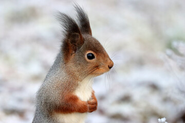 Red squirrel