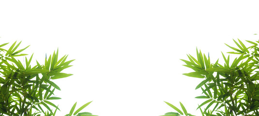 Bamboo leaves and branches isolated on transparent background