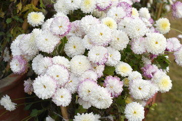 Beautiful white chrysanthemum flowers closeup in the winter garden, Closeup of Chrysanthemum flower, Field of the white Chrysanthemum, Beautiful white flower blooming in nature.