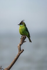 Bright green bird perched on branch