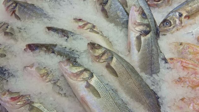 Close-up view of fresh raw sea bass arranged on crushed ice at a seafood counter. High-quality fish display with red mullet. Ideal for gastronomy and fish market concepts