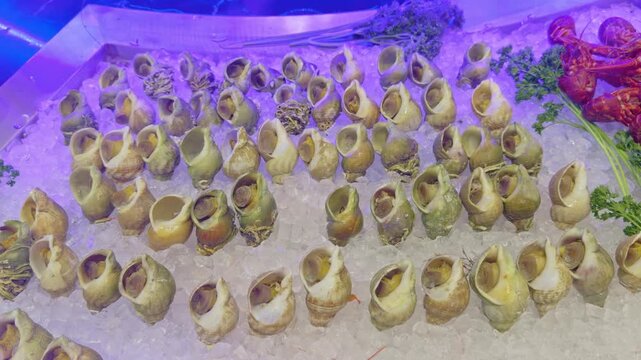 Cooked sea snails or bulots arranged on crushed ice. Fresh seafood platter displayed in a restaurant or fishmonger. Ideal for gastronomy and catering concepts