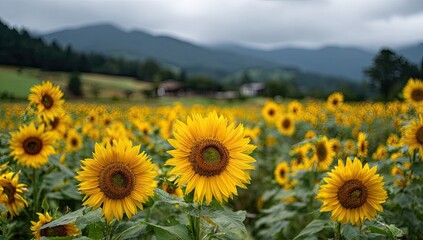 Obraz premium Vast field of bright yellow sunflowers under a cloudy sky with distant mountains