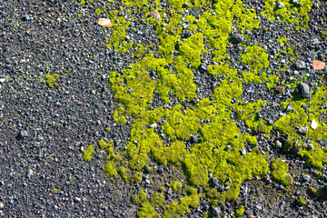 Musgo verde en el suelo