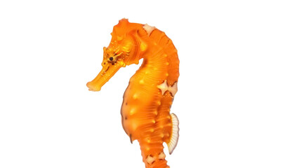 Orange thorny seahorse PNG isolated on transparent background, tropical fish with bony armor and prehensile tail for marine life designs © Cristian