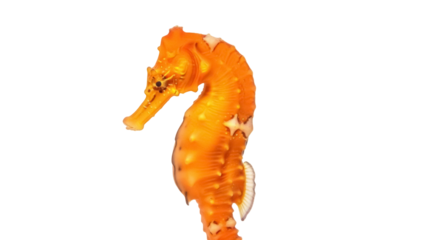 Orange thorny seahorse PNG isolated on transparent background, tropical fish with bony armor and prehensile tail for marine life designs