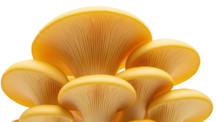 Golden oyster mushrooms PNG isolated on transparent background, edible fungi with vibrant yellow color for gourmet cooking and healthy eating